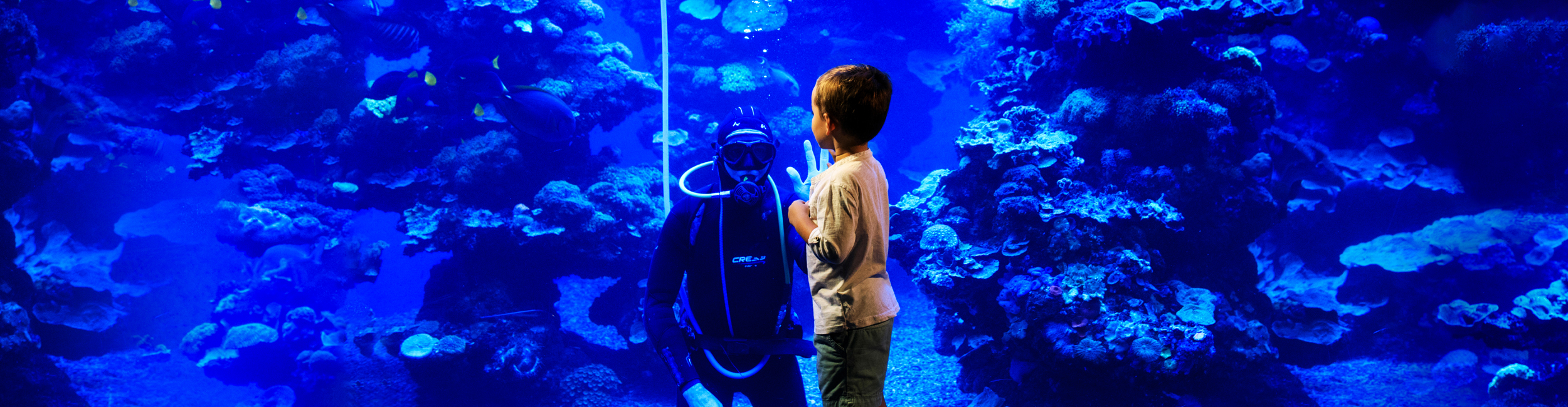 aquarium/2020/7/69314945_portada3.jpg