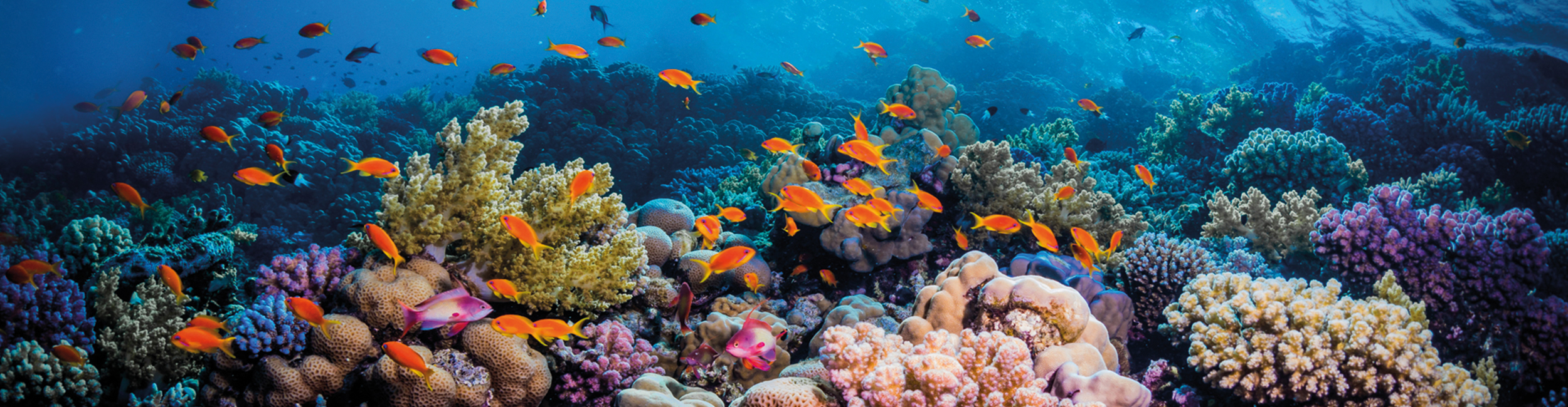 aquarium/2022/4/edeac8a9_2500x650.jpg
